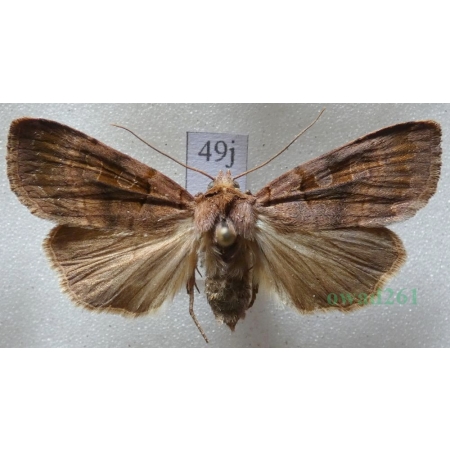 Xestia stigmatica (Hübner, 1813) Rolnica Czech49j